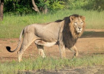 Sasan Gir Lion Safari