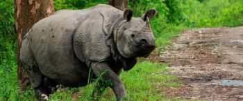 Assam Wildlife Tour 7N/8D