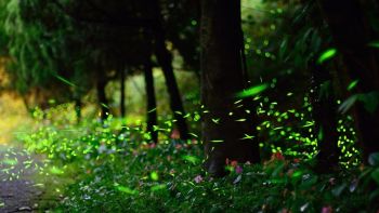 Dang Fireflies Festival Camping