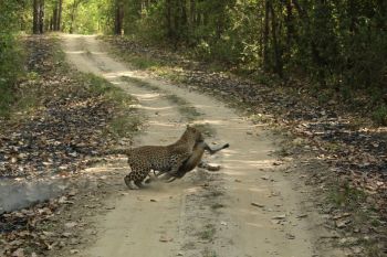 Pench And Kanha Wildlife Tour 5N/6D