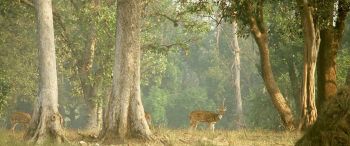 Pench And Kanha Wildlife Tour 5N/6D