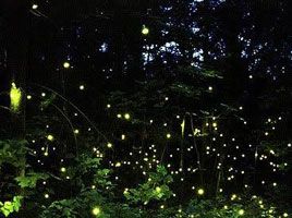 Dang Fireflies Festival Camping