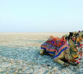 White Rann Of Kutch Tour 2N/3D