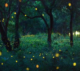 Dark Nights And Fireflies