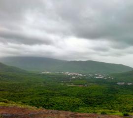 Lush Greenery