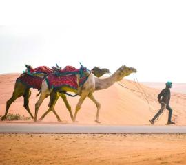 Desert Canvas!