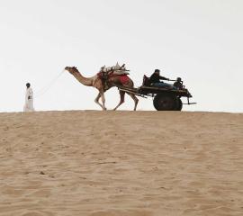 Camel Cart