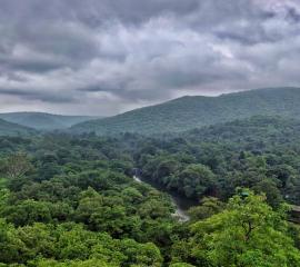 Forest Covered With Clouds!